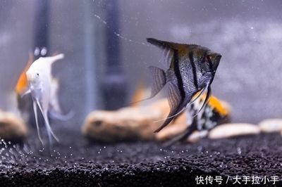 鄭州金龍魚廠家地址（鄭州金龍魚廠家的地址在哪里？） 水族問答