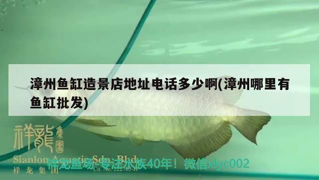 漳州魚缸批發(fā)市場（漳州魚缸批發(fā)市場在哪里有賣的） 全國觀賞魚市場 第3張