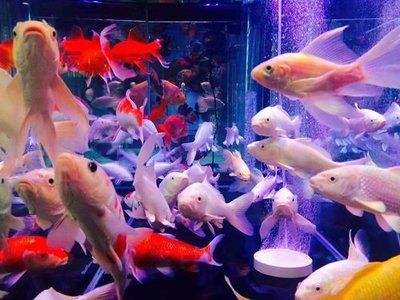 水族館加熱棒怎么使用（水族館加熱棒的使用方式） 水族館百科（水族館加盟） 第5張