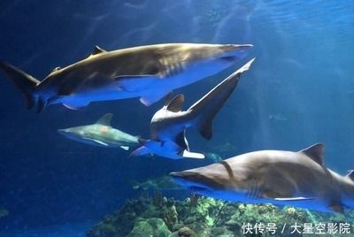 一家水族館一年成本多少（一家水族館一年的運(yùn)營成本會受到多種因素的影響） 水族館百科（水族館加盟） 第4張