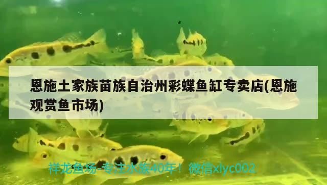 恩施土家族苗族自治州魚缸批發(fā)市場（恩施土家族苗族自治州觀賞魚批發(fā)市場） 全國觀賞魚市場 第5張