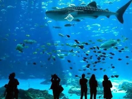 水族館加盟店有哪些項(xiàng)目可以做的（水族館加盟店怎么樣） 水族館百科（水族館加盟） 第2張