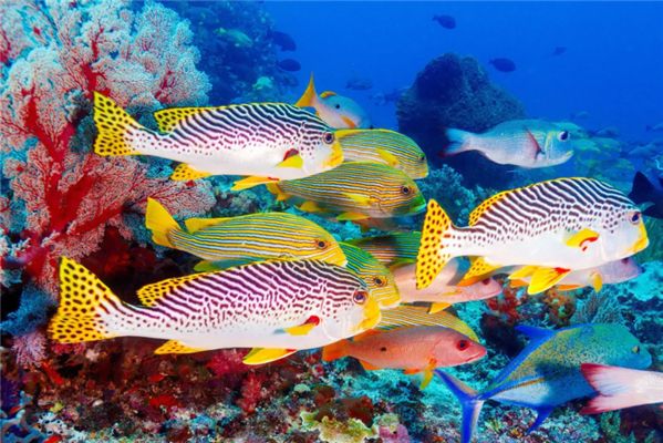 許昌水族館（河南許昌市禹州市禹州市禹州市熱度585人近期來過【簡介）