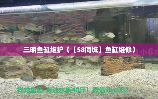 三明魚缸批發(fā)市場(chǎng)（三明觀賞魚批發(fā)市場(chǎng)） 全國觀賞魚市場(chǎng) 第5張