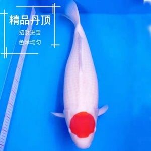 金龍魚是一種魚嗎（金龍魚是一種魚類嗎？它的繁殖方式是怎樣的？） 水族問答 第2張