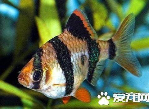 紅龍魚(yú)水質(zhì)指標(biāo)（關(guān)于紅龍魚(yú)健康的問(wèn)題） 水族問(wèn)答 第1張