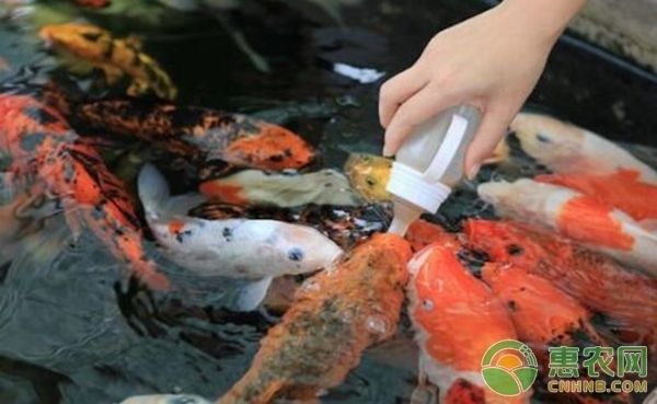 龍魚能吃小魚苗嗎圖片（龍魚可以吃小魚苗嗎？） 水族問答 第1張