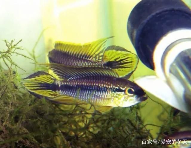 20公分的銀龍魚一天怎么喂（如何確保銀龍魚能夠充分吸收食物營養(yǎng)） 水族問答