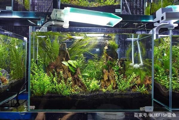 20公分過背金龍魚價格（20公分的過背金龍魚價格是多少？） 水族問答 第2張