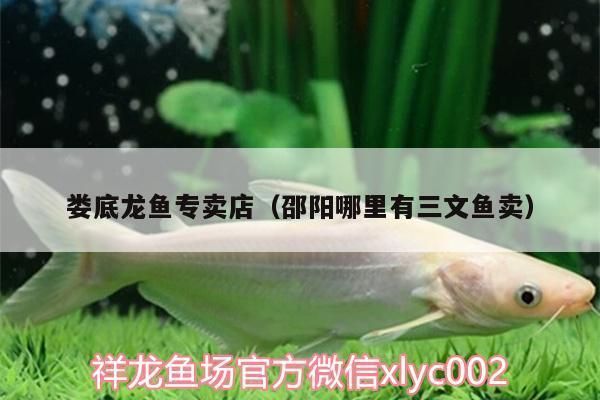 眉山龍魚專賣店：十堰哪里有賣魚缸的店鋪電話(眉山哪里有賣魚缸 全國觀賞魚市場 第8張