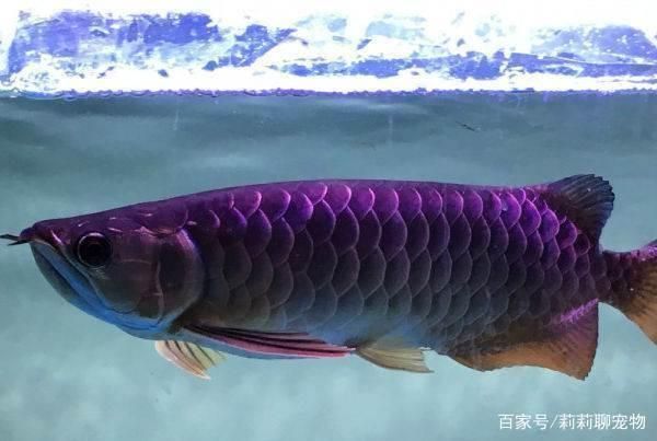 金龍魚珠鱗全亮最簡單三個動作：如何挑選金龍魚飼料 龍魚百科 第4張