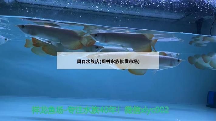 周口水族批發(fā)市場(chǎng)：周口水族批發(fā)市場(chǎng)在哪里有 全國(guó)觀賞魚(yú)市場(chǎng) 第6張