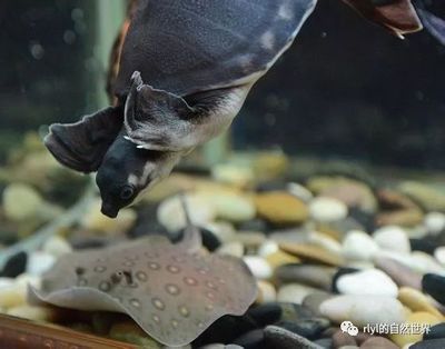 豬鼻龜怎么下蛋的視頻：豬鼻龜怎么下蛋，豬鼻龜下蛋的繁殖習(xí)性和什么時(shí)候下蛋 豬鼻龜百科 第5張