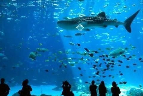 水族館哪里好：喬治亞水族館門票價格查詢,全球十大水族館排名情況