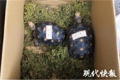 買了一只豬鼻龜犯法嗎：購買豬鼻龜判刑嗎 豬鼻龜百科 第4張