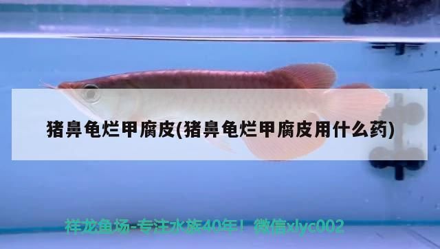 豬鼻龜身上白色腐爛用紅霉素嗎有用嗎：豬鼻龜背甲白色腐爛