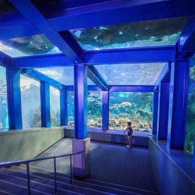 全國(guó)水族館排行2020：海昌海洋公園游玩攻略 水族館百科（水族館加盟） 第4張