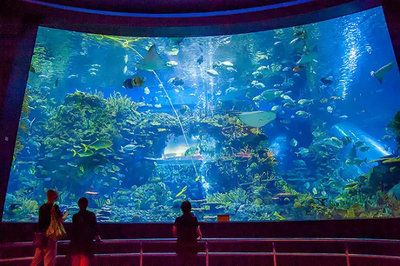 全國(guó)水族館排行2020：海昌海洋公園游玩攻略 水族館百科（水族館加盟） 第5張