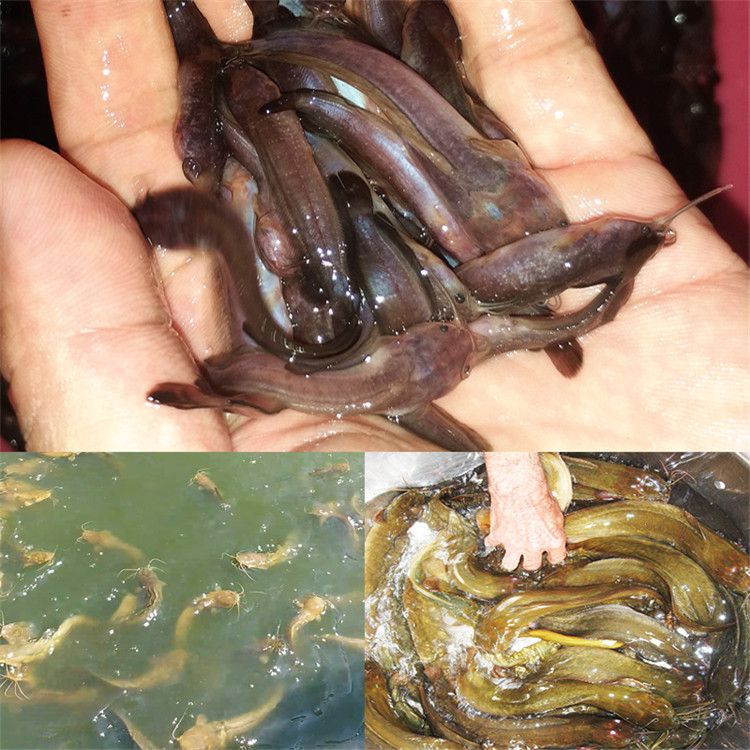 大銀龍魚價(jià)格多少錢一條：-大銀龍魚價(jià)格是多少大銀龍魚壽命有多長 水族問答 第2張