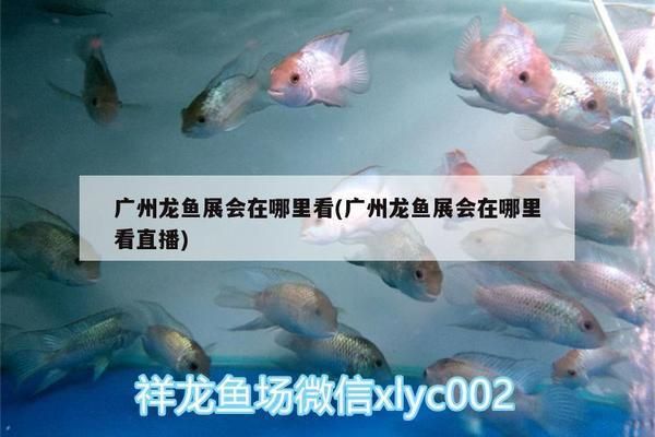 廣州龍魚展會時間表：2018廣州龍魚展會時間表 龍魚百科 第2張