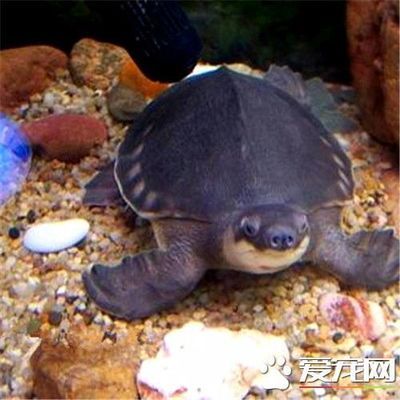 豬鼻龜適合水溫：豬鼻龜冬季保溫方法，豬鼻龜適合什么水溫， 豬鼻龜百科 第5張