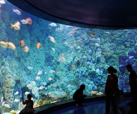 水族館是什么地方：上海海洋水族館