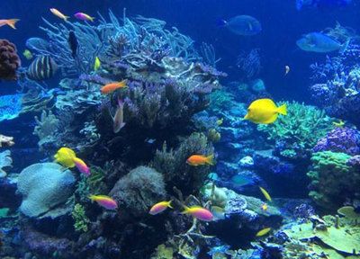 水族館是什么地方：上海海洋水族館 水族館百科（水族館加盟） 第4張