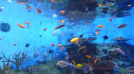 水族館是什么地方：上海海洋水族館 水族館百科（水族館加盟） 第5張