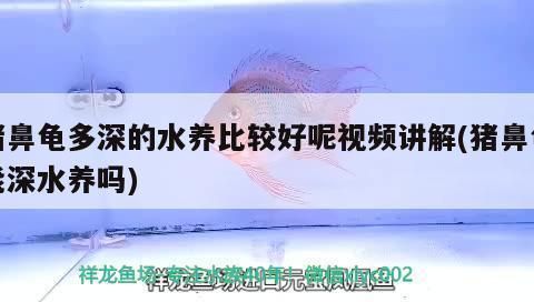 豬鼻龜多大可以繁殖：豬鼻龜?shù)姆敝衬挲g 豬鼻龜百科 第3張