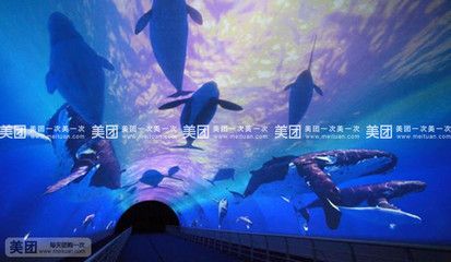 水族館店面：上海海洋水族館的互動(dòng)項(xiàng)目介紹壽光珊瑚水族館的營業(yè)時(shí)間查詢 水族館百科（水族館加盟） 第3張