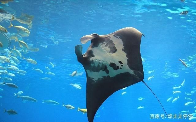 水族館里有什么？：水族館是展示和保護(hù)水中生物的場(chǎng)所