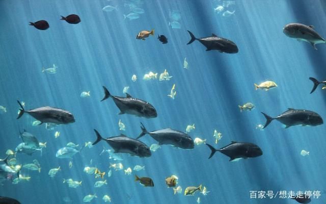 水族館里有什么？：水族館是展示和保護(hù)水中生物的場(chǎng)所