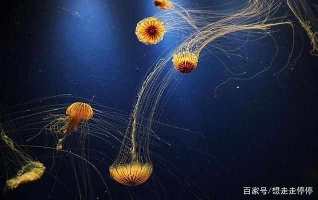 水族館里有什么？：水族館是展示和保護(hù)水中生物的場所 水族館百科（水族館加盟） 第5張