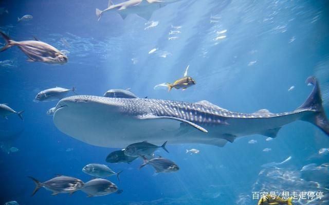 水族館里有什么？：水族館是展示和保護水中生物的場所 水族館百科（水族館加盟） 第4張