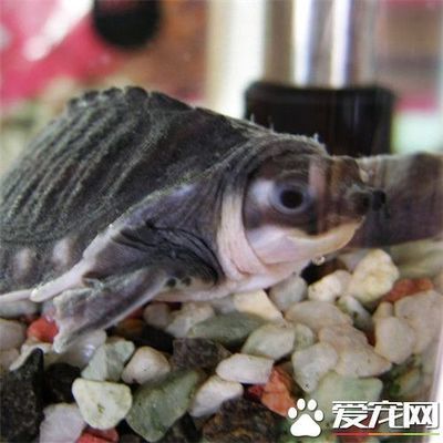 豬鼻龜的飼養(yǎng)教學視頻：豬鼻龜怎么養(yǎng) 豬鼻龜百科 第4張