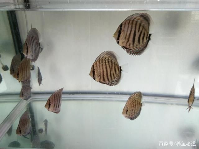 單條龍魚能生蛋嘛怎么養(yǎng)：養(yǎng)龍魚需要哪些條件？ 水族問答 第1張