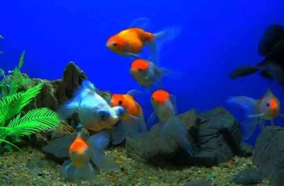 開個水族館賺錢嗎知乎：水族館門票定價策略 水族館百科（水族館加盟） 第1張