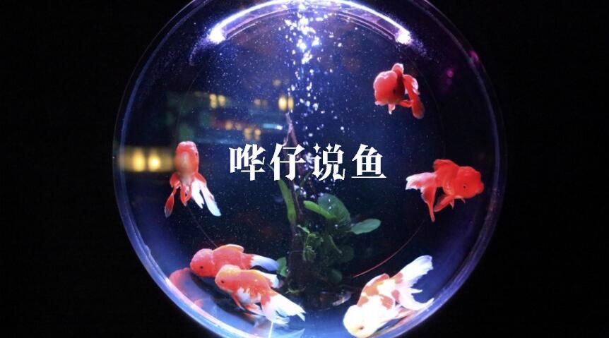 開個水族館賺錢嗎知乎：水族館門票定價策略 水族館百科（水族館加盟） 第2張