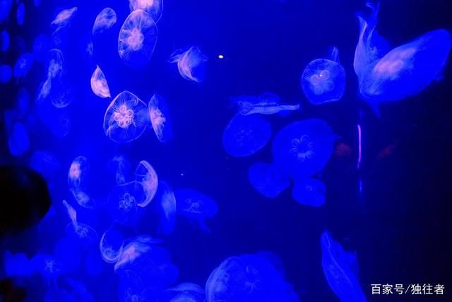 水族館里面有什么：水族館展示海洋哺乳動物的絕佳場所 水族館百科（水族館加盟） 第3張