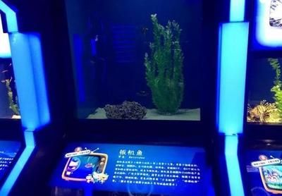 水族館里面有什么：水族館展示海洋哺乳動物的絕佳場所 水族館百科（水族館加盟） 第5張