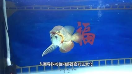 龍魚蒙眼一般多久自愈：龍魚蒙眼治療后護(hù)理指南