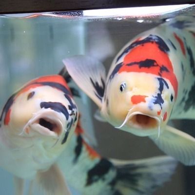 想開一家小型水族館怎么樣：開設一家小型水族館可以是一項有趣且有潛力的商業(yè)活動