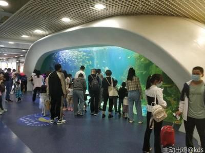 想開一家小型水族館怎么樣：開設(shè)一家小型水族館可以是一項有趣且有潛力的商業(yè)活動 水族館百科（水族館加盟） 第5張