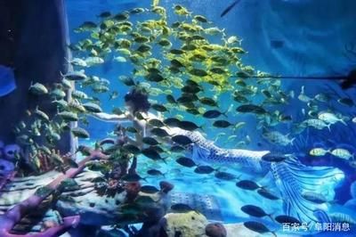 想開一家小型水族館怎么樣：開設(shè)一家小型水族館可以是一項有趣且有潛力的商業(yè)活動 水族館百科（水族館加盟） 第4張