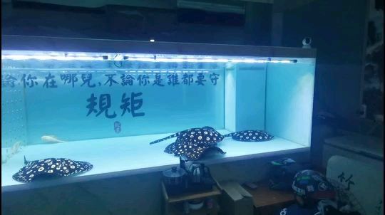 克孜勒蘇柯爾克孜自治州龍魚專賣店：克孜勒蘇柯爾克孜勒蘇柯爾克孜勒蘇柯爾克孜自治州水族批發(fā)市場(chǎng) 全國(guó)觀賞魚市場(chǎng) 第4張