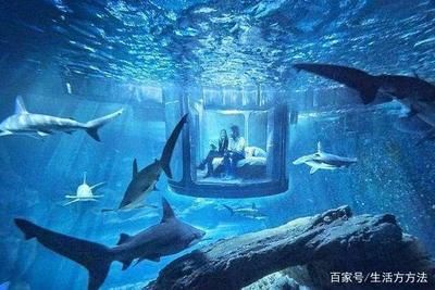 開一家水族館賺錢嗎：開一家水族館是否能夠盈利，這取決于多個因素取決于多個因素