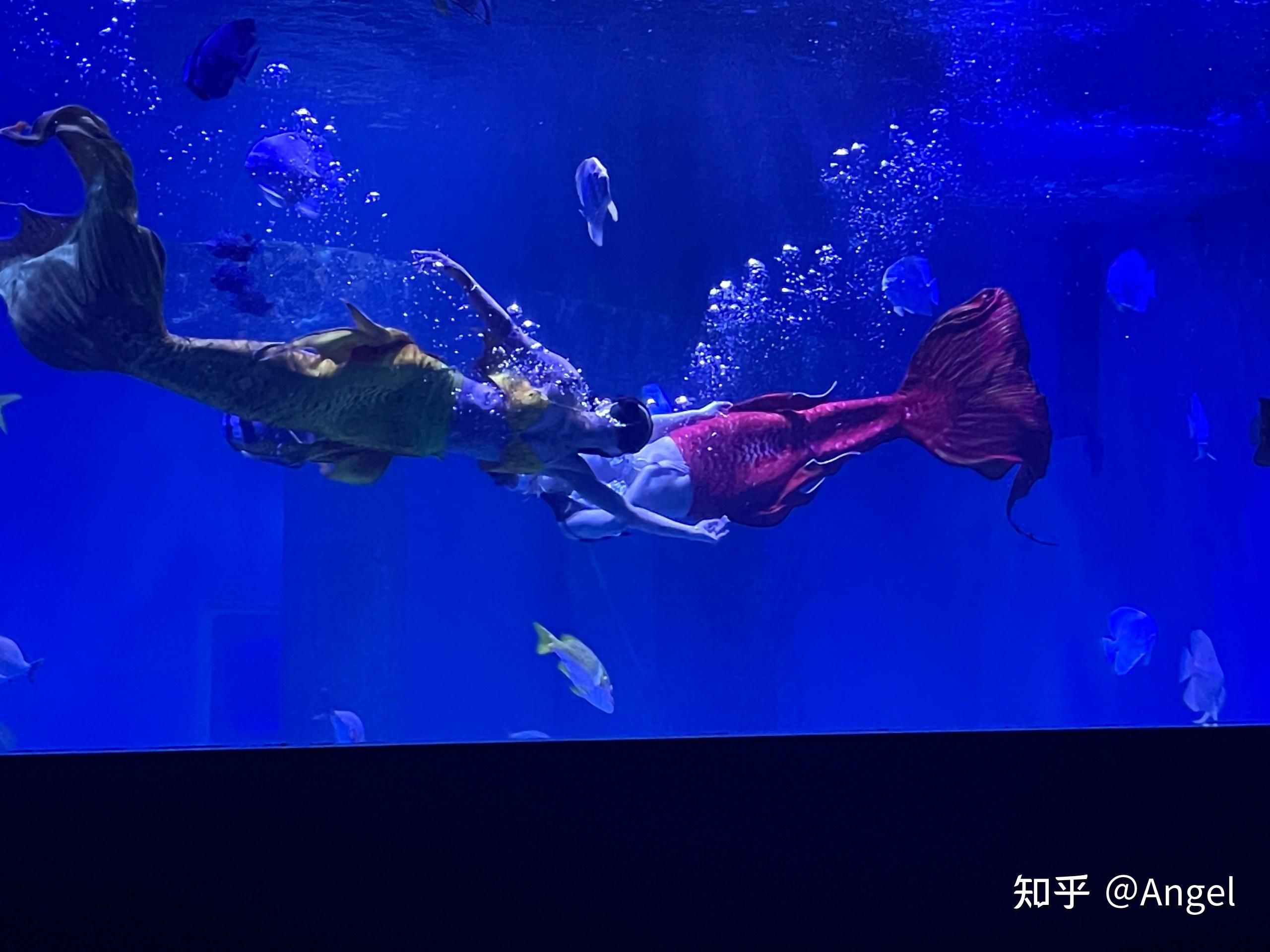 開水族館掙錢嗎知乎：水族館經(jīng)營(yíng)盈利情況探究 水族館百科（水族館加盟） 第4張