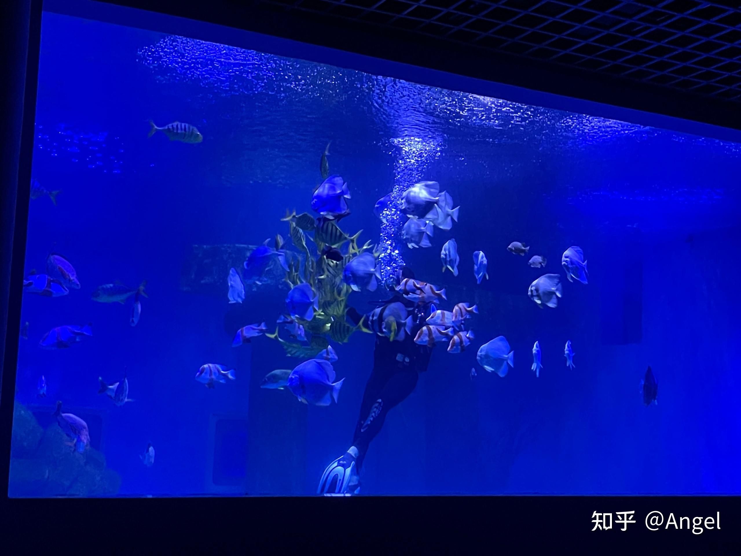 開水族館掙錢嗎知乎：水族館經(jīng)營(yíng)盈利情況探究 水族館百科（水族館加盟） 第1張