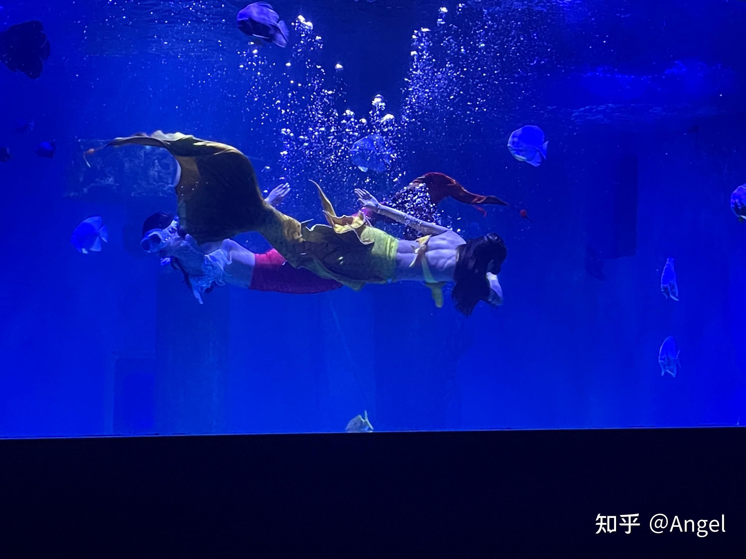 開水族館掙錢嗎知乎：水族館經(jīng)營盈利情況探究 水族館百科（水族館加盟） 第5張