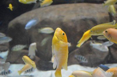 水族館一般賣什么魚：水族館的魚類種類及其特色